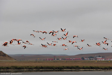 Observación de aves